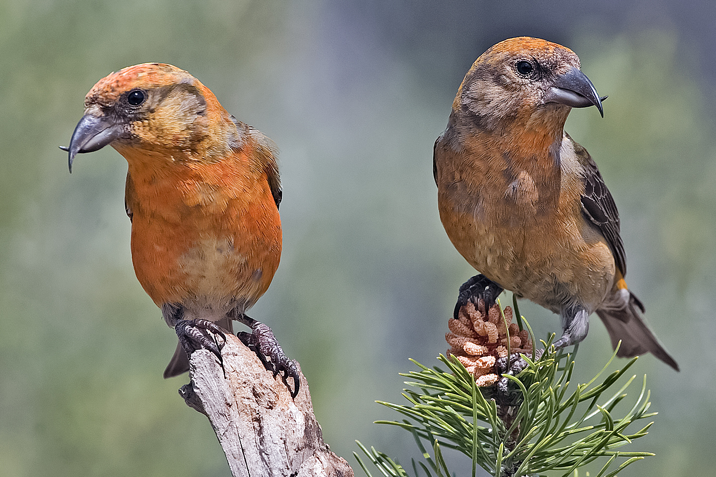 Two male Red Crossbills, showing their distinctive bill shape and preferred food. Image: NaturesPicsOnline.com, via Wikimedia Commons. Licensed under CC BY-SA 3.0.